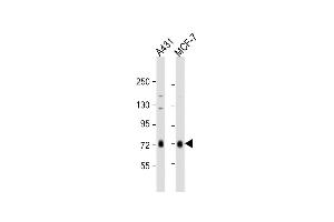 All lanes : Anti-RAF1 Antibody at 1:1000 dilution Lane 1: A431 whole cell lysate Lane 2: MCF-7 whole cell lysate Lysates/proteins at 20 μg per lane. (RAF1 anticorps  (AA 211-240))