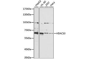 Western blot analysis of extracts of various cell lines, using HDAC10 antibody (ABIN1882316) at 1:1000 dilution. (HDAC10 anticorps)