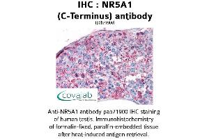 Image no. 1 for anti-Nuclear Receptor Subfamily 5, Group A, Member 1 (NR5A1) (C-Term) antibody (ABIN1737513) (NR5A1 anticorps  (C-Term))