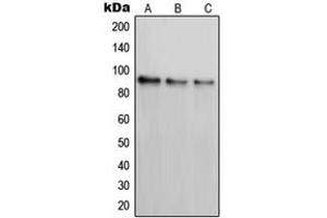 Western blot analysis of PAK7 expression in SKNSH (A), K562 (B), COS7 (C) whole cell lysates. (PAK7 anticorps  (C-Term))