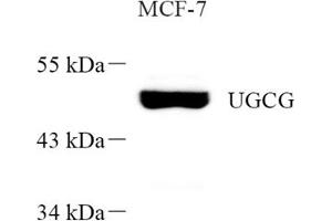 Western blot analysis of UGCG (ABIN7076140) at dilution of 1: 1000 (UGCG anticorps)