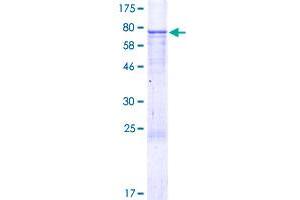 Image no. 1 for EGF like repeats and discoidin domains 3 (DEL1) (AA 1-480) protein (GST tag) (ABIN1352320)