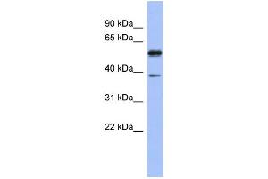 WB Suggested Anti-KHDRBS3 Antibody Titration:  0. (KHDRBS3 anticorps  (N-Term))