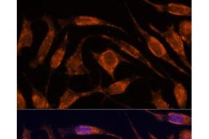 Immunofluorescence analysis of L929 cells using IPO4 Polyclonal Antibody at dilution of 1:100. (Importin 4 anticorps)