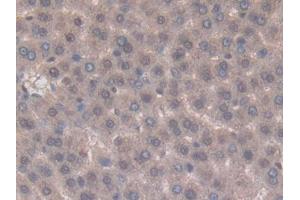 Used in DAB staining on fromalin fixed paraffin- embedded kidney tissue (TNFSF14 anticorps  (AA 58-239))