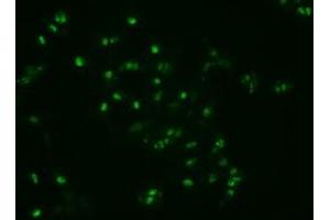 Image no. 1 for anti-Noggin (NOG) (AA 28-232) antibody (ABIN1491315)