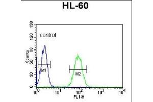 NASP Antibody (N-term) (ABIN651103 and ABIN2840071) flow cytometric analysis of HL-60 cells (right histogram) compared to a negative control cell (left histogram). (NASP anticorps  (N-Term))