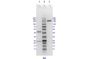 Coomassie stained SDS-PAGE results using Anti-Hemagglutinin (HA) (Mouse) Monoclonal Antibody clone 22D2 separated in a 4-20 % gradient gel. (Hemagglutinin anticorps)