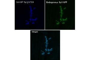 Immunofluorescence (IF) image for anti-Green Fluorescent Protein (GFP) antibody (DyLight 633) (ABIN7273062)