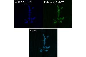 Immunofluorescence (IF) image for anti-Green Fluorescent Protein (GFP) antibody (DyLight 633) (ABIN7273062) (GFP anticorps  (DyLight 633))