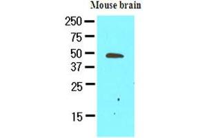 The extracts of mouse brain (50ug) were resolved by SDS-PAGE, transferred to NC membrane and probed with anti-human GAS7 (1:500).