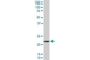 EFHD1 monoclonal antibody (M09), clone 1A8. (EFHD1 anticorps  (AA 168-238))