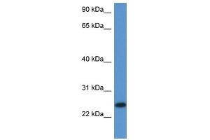 Western Blot showing 2810405K02Rik antibody used at a concentration of 1.