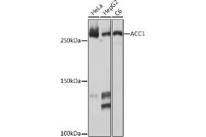 Acetyl-CoA Carboxylase alpha anticorps