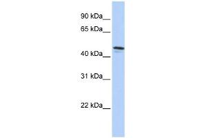 WB Suggested Anti-DPCR1 Antibody Titration:  0. (DPCR1 anticorps  (C-Term))