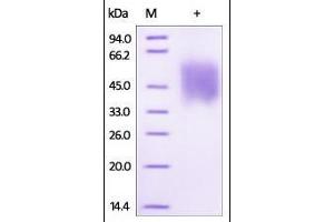 Biotinylated Human Growth Hormone R on SDS-PAGE under reducing (R) condition.