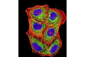 Immunofluorescence analysis of Hela cells using VIMP mouse mAb (green).