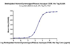 Immobilized Anti-CD28 Antibody, hFc Tag at 2 μg/mL (100 μL/well) on the plate.
