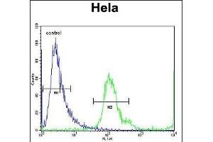 MBNL2 Antibody (C-term) (ABIN656947 and ABIN2846136) flow cytometric analysis of Hela cells (right histogram) compared to a negative control cell (left histogram).