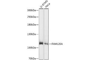 Western blot analysis of extracts of various cell lines, using FA antibody (ABIN7267103) at 1:1000 dilution. (FAM120A anticorps  (AA 1-140))