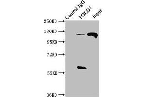 Immunoprecipitating POLD1 in Hela whole cell lysate Lane 1: Rabbit control IgG instead of ABIN7150227 in Hela whole cell lysate. (POLD1 anticorps  (Catalytic Subunit))