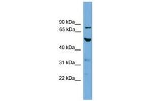Image no. 1 for anti-Tubulin, alpha 8 (TUBA8) (AA 71-120) antibody (ABIN6745548) (TUBA8 anticorps  (AA 71-120))