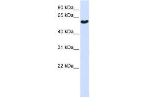 SYT3 antibody used at 1 ug/ml to detect target protein. (Synaptotagmin 3 anticorps  (N-Term))