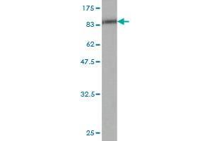 Western Blot detection against Immunogen (75.
