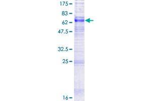 SDS-PAGE (SDS) image for Solute Carrier Family 29 (Nucleoside Transporters), Member 1 (SLC29A1) (AA 1-456) protein (GST tag) (ABIN1778128)