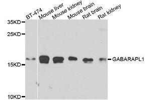 Western blot analysis of extracts of various cell lines, using GABARAPL1 antibody.
