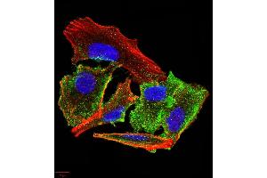 Immunofluorescence analysis of A549 cells using TTR mouse mAb (green).