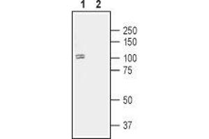 Western blot analysis of human SH-SY5Y neuroblastoma cell lysate:1. (Dopamine Receptor D1 (DRD1) Peptide)