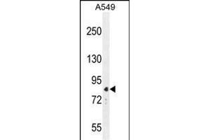 ANC5 Antibody (Center) 10974c western blot analysis in A549 cell line lysates (35 μg/lane). (ANAPC5 anticorps  (AA 156-185))