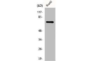 Western Blot analysis of HepG2 cells using DDX51 Polyclonal Antibody (DDX51 anticorps  (C-Term))
