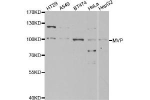 Western blot analysis of extracts of various cell lines, using MVP antibody. (MVP anticorps)
