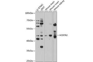 Western blot analysis of extracts of various cell lines, using HCRTR2 antibody  at 1:1000 dilution. (HCRTR2 anticorps  (AA 380-444))