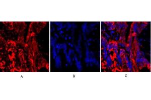 Immunofluorescence analysis of rat lung tissue. (alpha Tubulin anticorps  (AA 380-460))