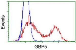 HEK293T cells transfected with either RC206627 overexpress plasmid (Red) or empty vector control plasmid (Blue) were immunostained by anti-GBP5 antibody (ABIN2454124), and then analyzed by flow cytometry. (GBP5 anticorps)