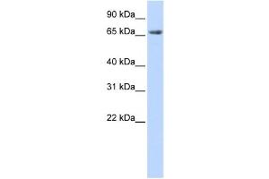 Western Blotting (WB) image for anti-Discs, Large Homolog 3 (DLG3) antibody (ABIN2458772) (DLG3 anticorps)