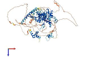 AlphaFold protein structure predicition of Mouse Recombinant Otud7b Protein, UniprotID B2RUR8