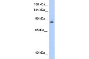 Western Blotting (WB) image for anti-Aconitase 1 (ACO1) antibody (ABIN2462120) (Aconitase 1 anticorps)