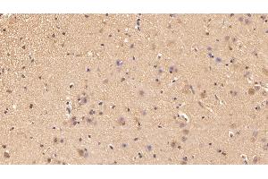 Detection of UCRP in Porcine Cerebrum Tissue using Polyclonal Antibody to Ubiquitin Cross Reactive Protein (UCRP) (CLRN1 Antisense RNA 1 (CLRN1-AS1) (AA 2-157) anticorps)