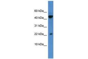 Image no. 1 for anti-Regenerating Islet-Derived 3 alpha (REG3A) (AA 43-92) antibody (ABIN6746325) (REG3A anticorps  (AA 43-92))