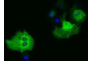Immunofluorescence (IF) image for anti-phosphoribosylaminoimidazole Carboxylase, phosphoribosylaminoimidazole Succinocarboxamide Synthetase (PAICS) antibody (ABIN1500021) (PAICS anticorps)