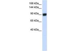 Image no. 1 for anti-DNA repair and recombination protein RAD54B (RAD54B) (AA 144-193) antibody (ABIN6742678) (RAD54B anticorps  (AA 144-193))