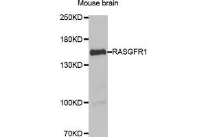 Western blot analysis of extracts of mouse brain, using RASGRF1 antibody (ABIN5974188) at 1/1000 dilution. (RASGRF1 anticorps)