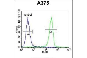 Flow cytometric analysis of A375 cells (right histogram) compared to a negative control cell (left histogram). (HOXA9 anticorps  (C-Term))