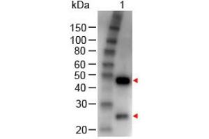 Image no. 1 for Rabbit anti-Goat IgG (Whole Molecule) antibody (HRP) (ABIN300296) (Lapin anti-Chévre IgG (Whole Molecule) Anticorps (HRP))