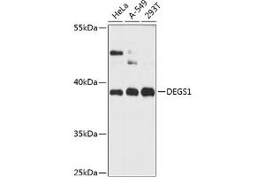 Western blot analysis of extracts of various cell lines, using DEGS1 antibody (ABIN6133275, ABIN6139528, ABIN6139529 and ABIN6216357) at 1:3000 dilution. (DEGS1 anticorps  (AA 234-323))