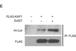 SIRT1 deacetylates KAP1 in vitro and in vivo.